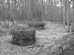 21.03.04-northaw.great.wood-046